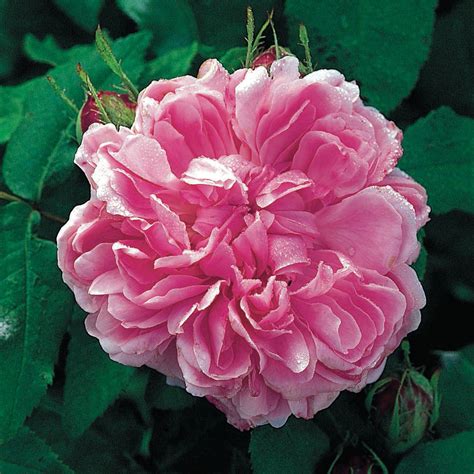 jacques cartier rose size